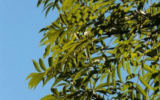 Ash tree leaves