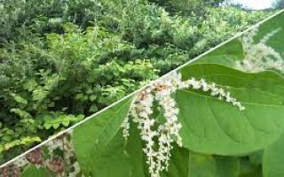 Japanese Knotweed