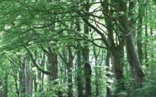 Group of mature trees in West Hill