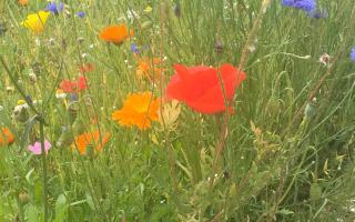 Wildflowers