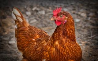 Chicken