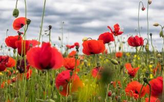 Field of poppies