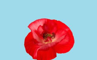 Red poppy bloom