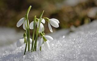 Snowdrops