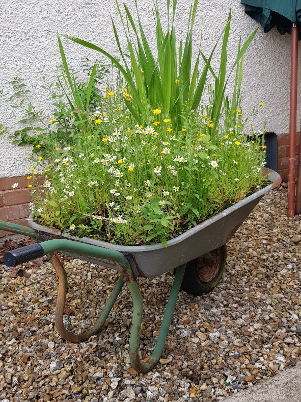 Best Wildflower Container