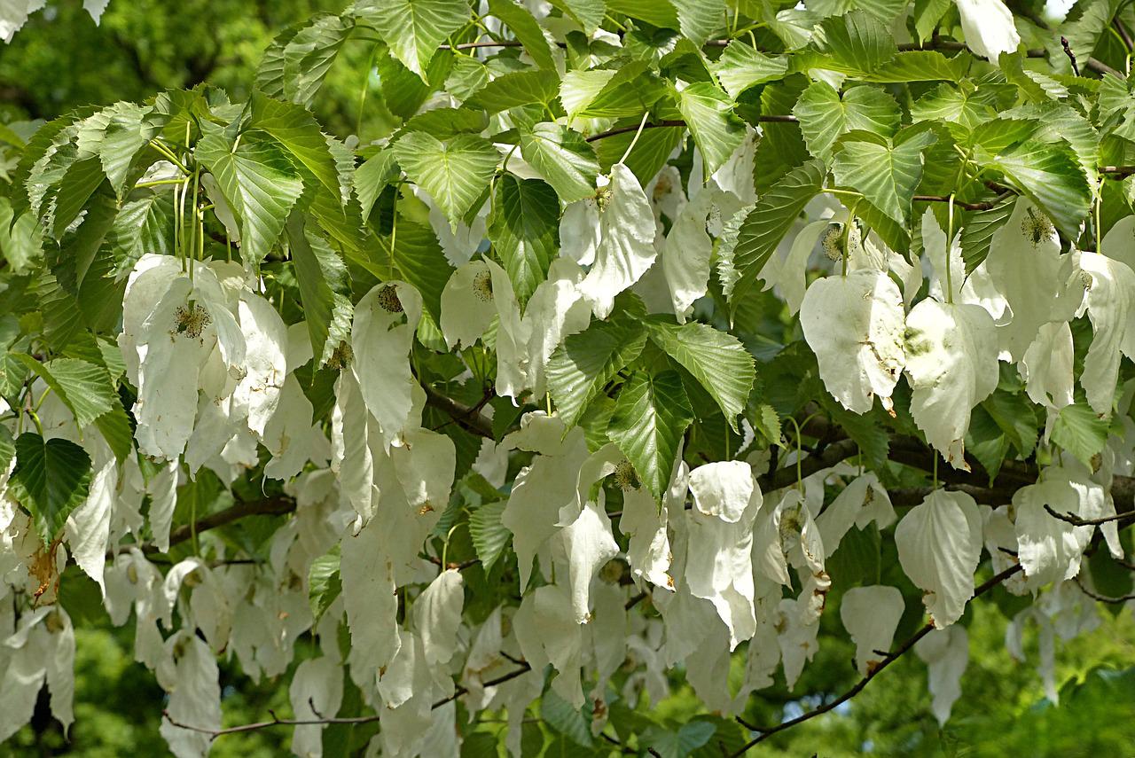 Handkerchief Tree